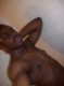 Manassas Dating Chat